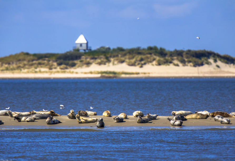 Mit etwas Glück entdecken Sie beim Segeln Seehunde, die sich auf den Sandbänken im Wattenmeer ausruhen.