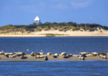 Mit etwas Glück entdecken Sie beim Segeln Seehunde, die sich auf den Sandbänken im Wattenmeer ausruhen.