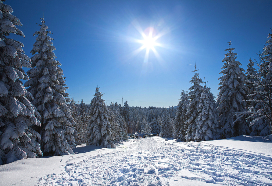 Im Winter ist der Harz in ein weißes Kleid gehüllt.