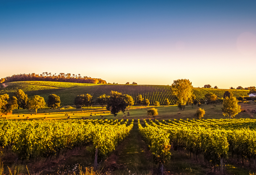 In der Region Bordeaux bestimmen Weinreben maßgeblich das Landschaftsbild.