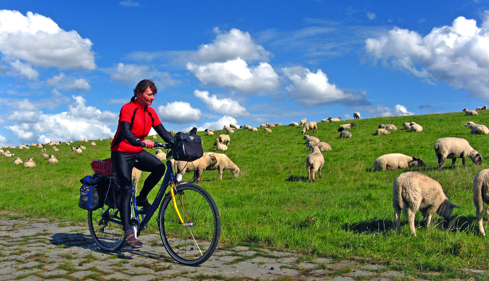 Radrundreise Ostfriesische Impressionen, Schafe