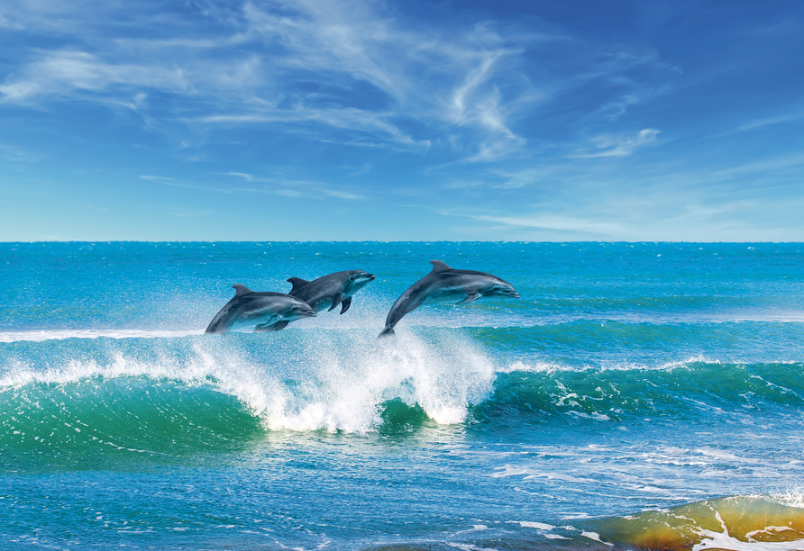 Ein großartiges Erlebnis erwartet Sie: Sie können Delfine in ihrer natürlichen Umgebung bewundern.