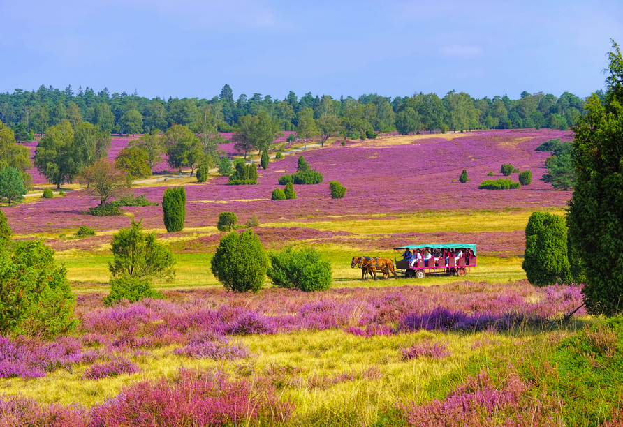 Wenn die Heide blüht, verwandeln leuchtende Heideflächen die Landschaft in ein beeindruckendes Farbenmeer.