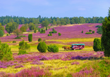 Wenn die Heide blüht, verwandeln leuchtende Heideflächen die Landschaft in ein beeindruckendes Farbenmeer.