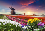 Kommen Sie zur Tulpenblüte in die Niederlande.