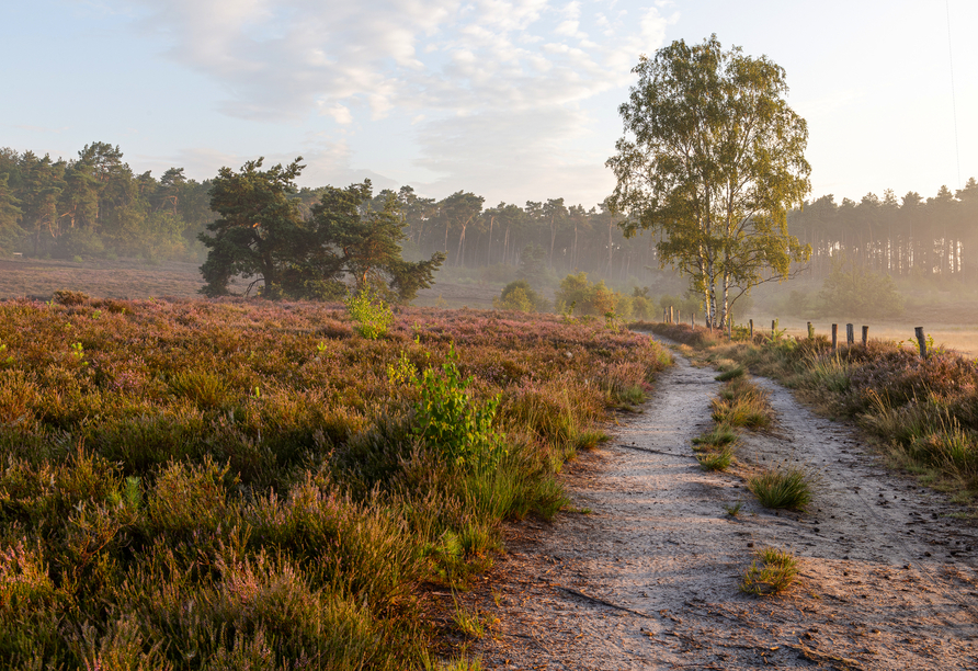 Die Provinz Limburg lädt zu schönen Wanderungen durch Heide- und Waldlandschaften ein – am Morgen wirkt die Natur richtig mystisch.