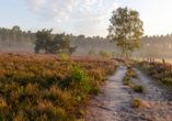 Die Provinz Limburg lädt zu schönen Wanderungen durch Heide- und Waldlandschaften ein – am Morgen wirkt die Natur richtig mystisch.