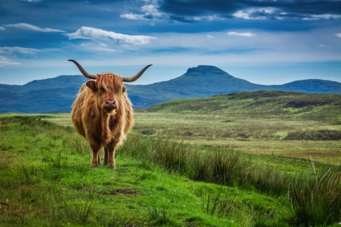 Große Rundreise durch das vielfältige Schottland, Schottisches Hochlandrind
