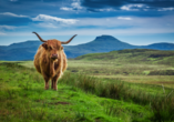 Große Rundreise durch das vielfältige Schottland, Schottisches Hochlandrind
