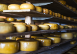 Einblicke in die Käseherstellung erhalten Sie bei der Führung auf einer Käsefarm.