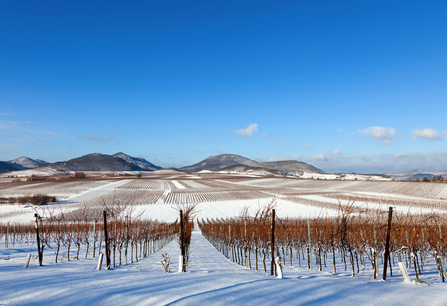 Winterspaziergänge in der Pfalz bieten tolle Kulissen.