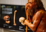 Spannende Einblicke ins Leben der Neandertaler erhalten Sie im Neanderthal Museum in Mettmann. 