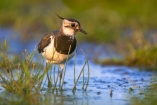 Erkunden Sie die artenreiche Vogelwelt der Mecklenburgischen Seenplatte.