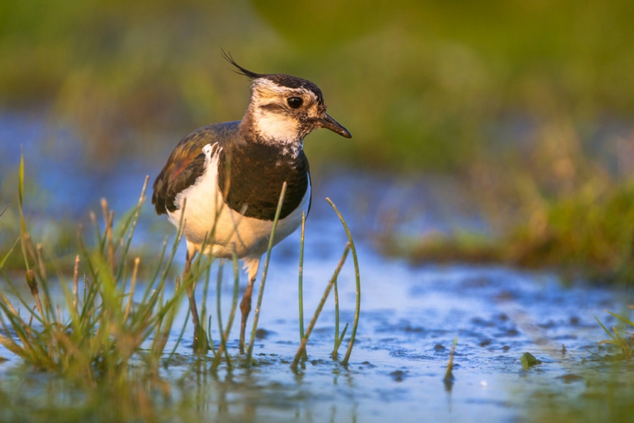 Erkunden Sie die artenreiche Vogelwelt der Mecklenburgischen Seenplatte.