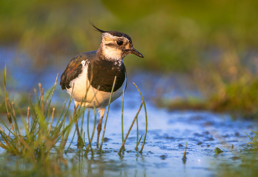 Erkunden Sie die artenreiche Vogelwelt der Mecklenburgischen Seenplatte.