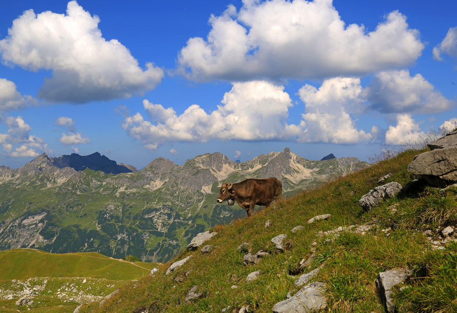Vielleicht erhaschen Sie bei einer Wanderung ja den Blick auf die eine oder andere grasende Kuh.