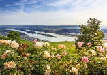 Freuen Sie sich auf tolle Panoramablicke über das Rheintal – wie hier bei Rüdesheim.