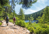 Die dichten, immergrünen Wälder des Schwarzwalds bilden den perfekten Rahmen für Ihren Wohlfühlurlaub.