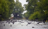 Im Donaudelta können Sie eine Vielzahl an Tieren entdecken.