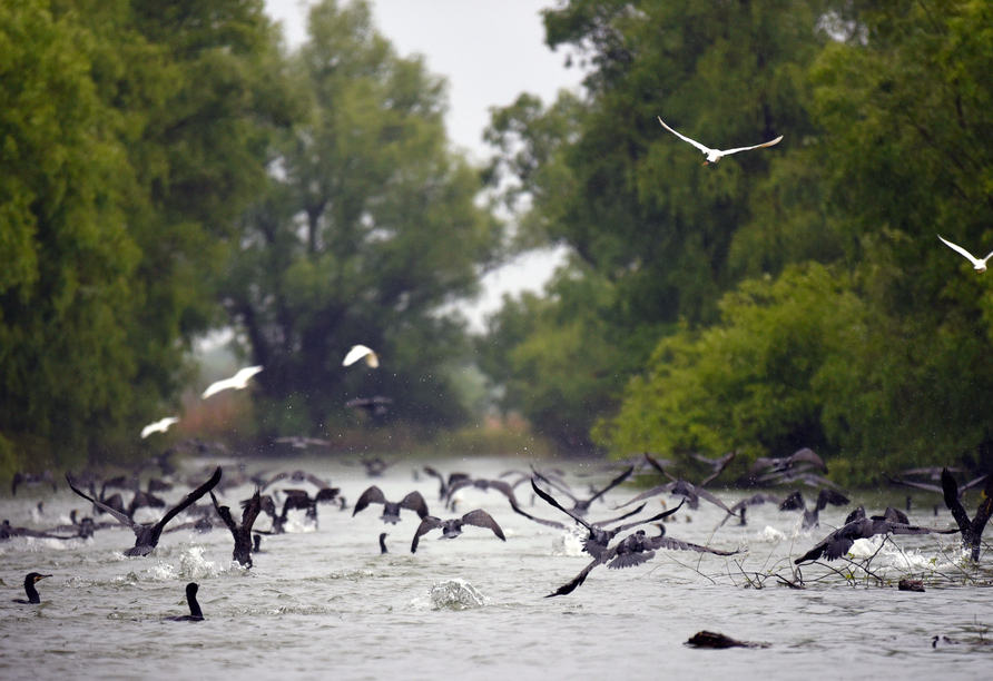 Im Donaudelta entdecken Sie eine Vielzahl an Tieren wie Pelikane und Störche.