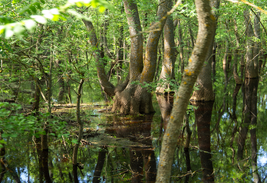 Im Donaudelta entdecken Sie urige Mangrovenwälder...