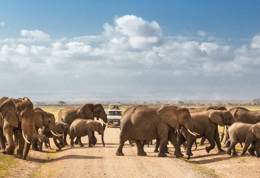 Beobachten Sie mit etwas Glück Elefantenherden in ihrer natürlichen Umgebung im Amboseli Nationalpark.