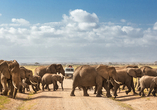 Beobachten Sie mit etwas Glück Elefantenherden in ihrer natürlichen Umgebung im Amboseli Nationalpark.