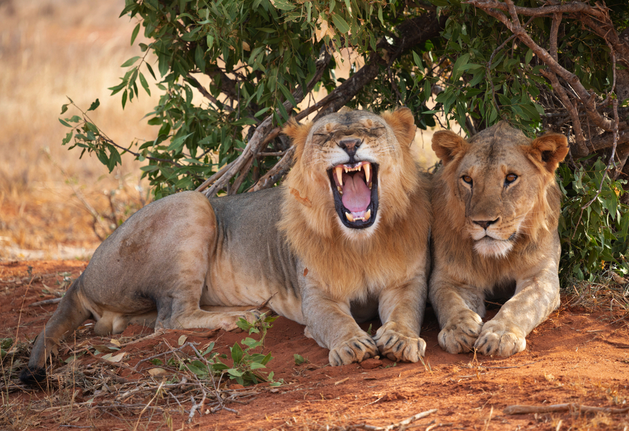 Entdecken Sie die faszinierende Tierwelt des Tsavo East Nationalparks.