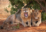 Entdecken Sie die faszinierende Tierwelt des Tsavo East Nationalparks.
