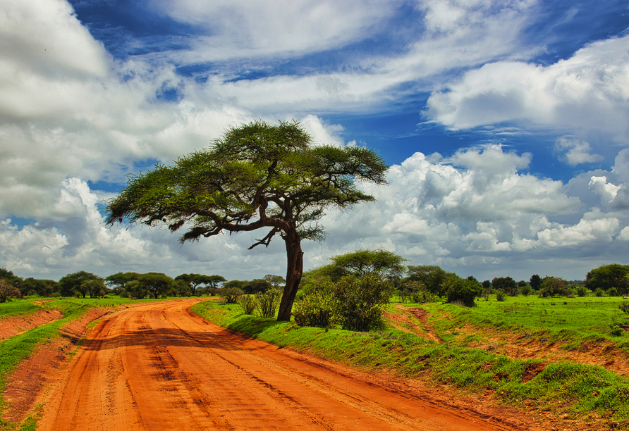 Der Tsavo East Nationalpark beeindruckt mit seiner weiten Savannenlandschaft und den markanten Akazien.