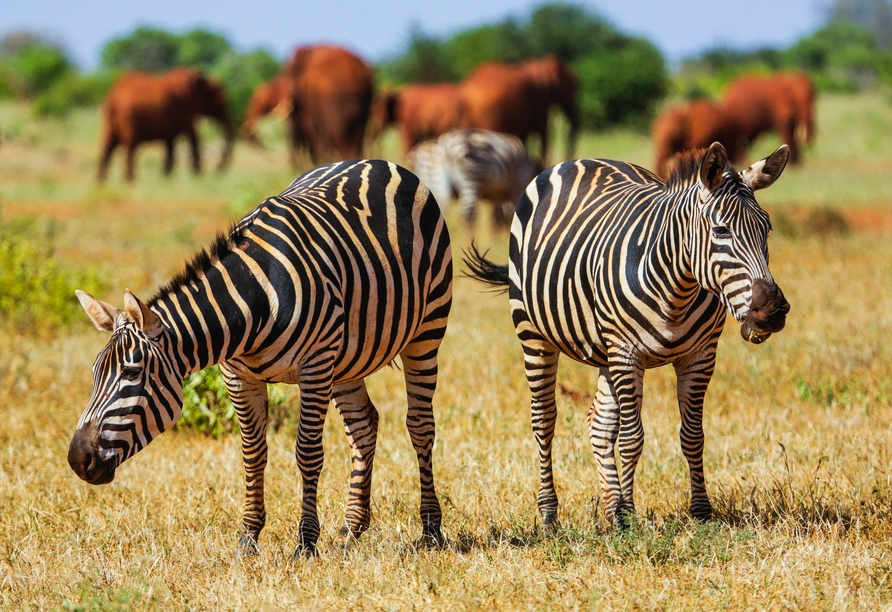 Zebras gehören zu den faszinierenden Wildtieren des Tsavo East Nationalparks.