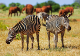 Zebras gehören zu den faszinierenden Wildtieren des Tsavo East Nationalparks.