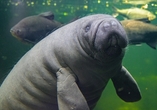 Auch Wasserbewohner wie die Seekühe lassen sich im Duisburger Zoo auf Augenhöhe erleben.