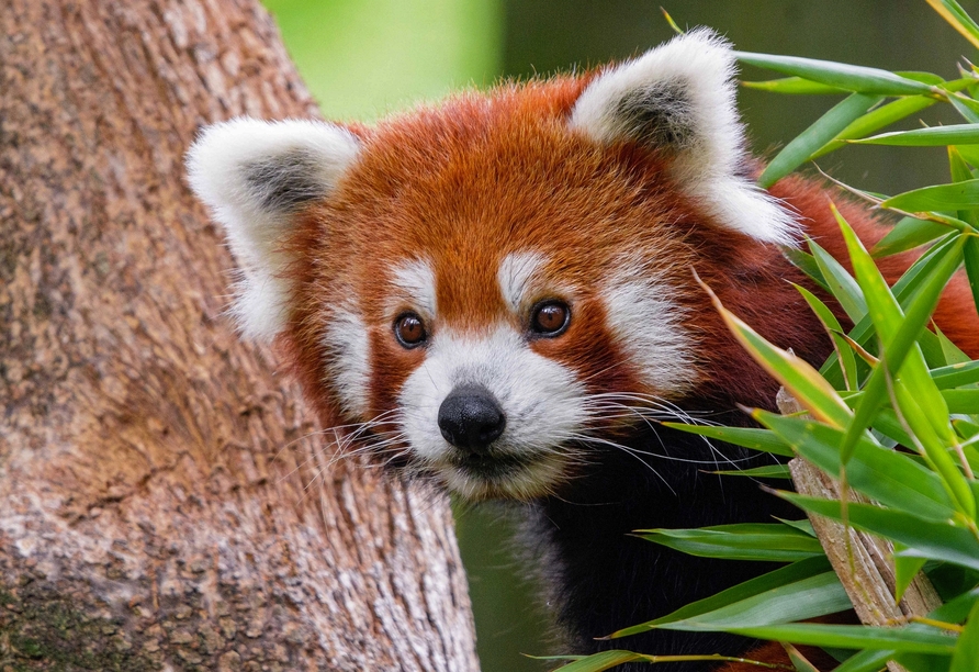 Der rote Panda erwartet Sie im Duisburger Zoo.