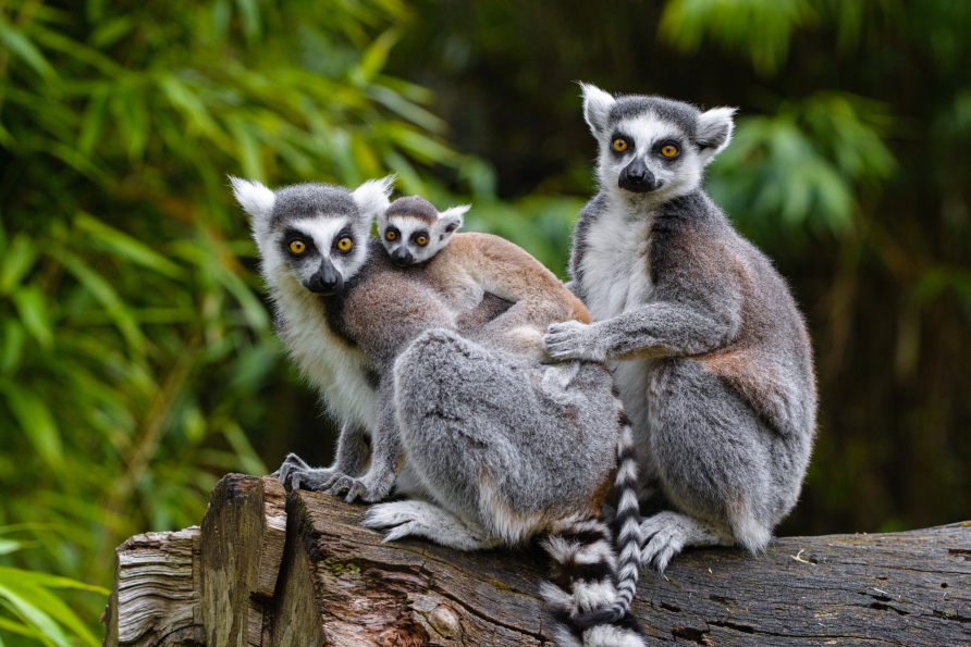 Beobachten Sie die putzige Kattafamilie im Duisburger Zoo.