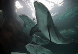 Besuchen Sie die berühmte Delfinshow im Duisburger Zoo.