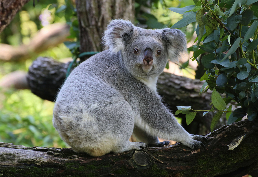 Der Duisburger Zoo ist seit vielen Jahren auf die Tierwelt Australiens spezialisiert.