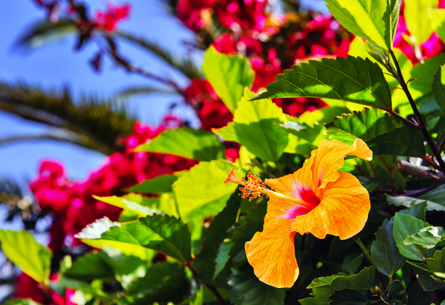 Madeira erwartet Sie mit einem ganzjährig frühlingshaften Klima und herrlicher Blütenpracht.