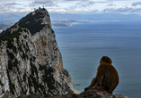 Die Berberaffen bewohnen den berühmten Felsen von Gibraltar.