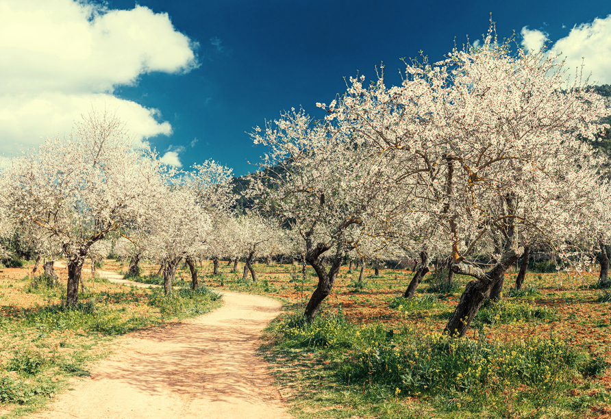 Entdecken Sie Mallorca zu einer der schönsten Zeiten des Jahres, der Mandelblüte (Reisetermine von Januar bis März).