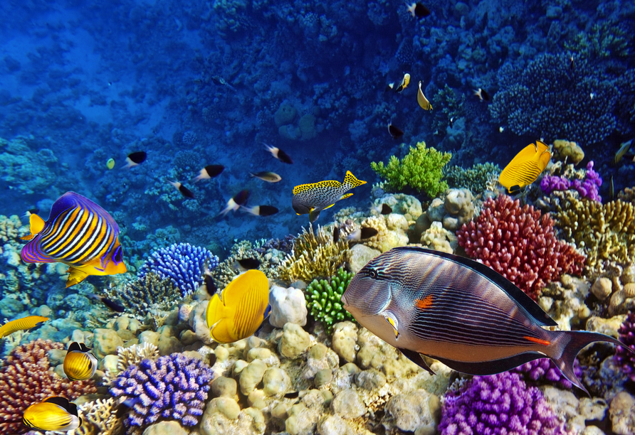 Entdecken Sie die bunte Welt des Roten Meeres beim Schnorcheln oder Tauchen!