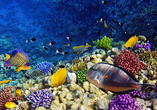 Entdecken Sie die bunte Welt des Roten Meeres beim Schnorcheln oder Tauchen!