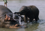 Die niedlichen Babyelefanten warten im Chitwan Nationalpark auf Sie.