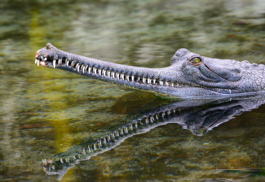 Sie fahren über den Rapti-Fluss, in dem echte Krokodile leben.