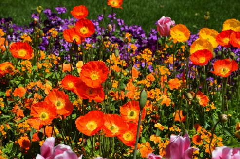 Besuchen Sie die beeindruckende Bundesgartenschau in Mannheim!