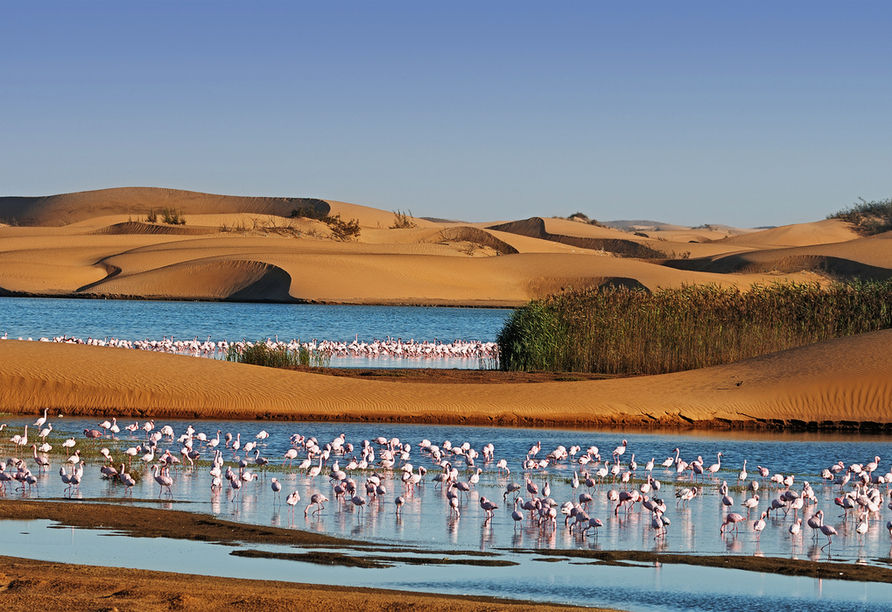 Die Lagune bei Walvis Bay in Namibia bietet über 160.000 Vogelarten Nahrung und Schutz – so auch großen Flamingo-Kolonien.