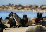 Zahlreiche Robben werden Sie ebenfalls an den Küsten von Walvis Bay entdecken.