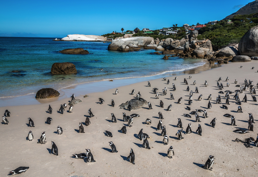 Freuen Sie sich auf die Pinguin-Kolonie am Boulders Beach.