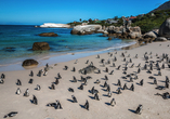 Freuen Sie sich auf die Pinguin-Kolonie am Boulders Beach.