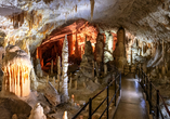 Bei einem Ausflug nach Slowenien besuchen Sie die Höhlen von Postojna.